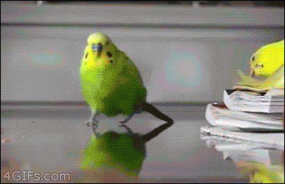 https://i.gifer.com/TG5V.gif