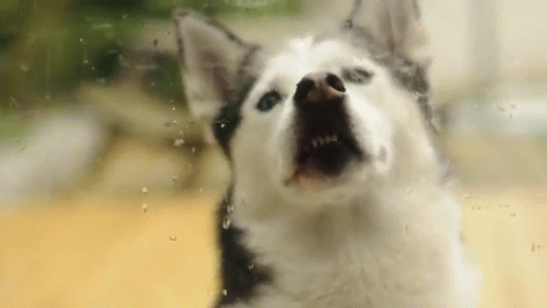 Husky Dog GIF - Husky Dog Funny - Discover & Share GIFs