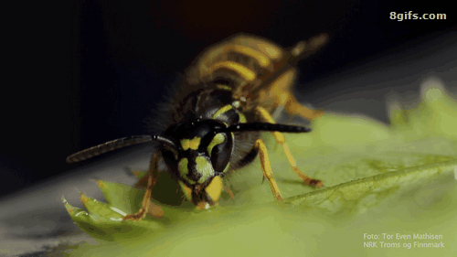 Bee Dog Dog Bee GIF - Bee Dog Dog Bee Dogs - Discover & Share GIFs
