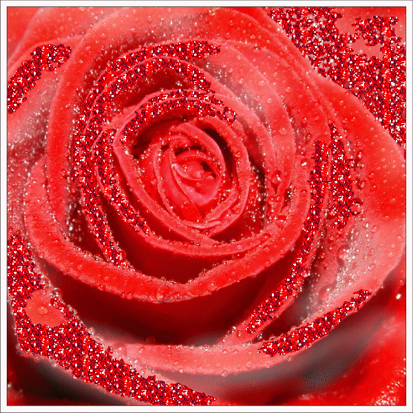GIF rose animated GIF on GIFER