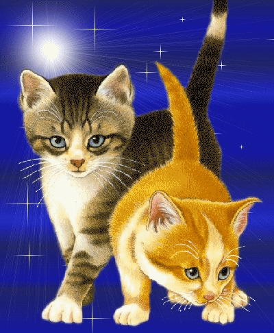 Анимации кошечки. Движущие котята. Живые кошки. Анимированные котята. Кошка двигается.