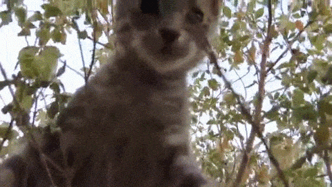 Cat Tree Gif Find On Gifer