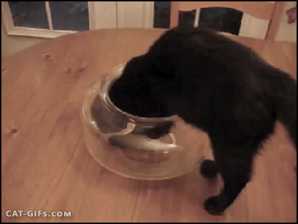 Chats chatons chaton GIF - Trouver sur GIFER