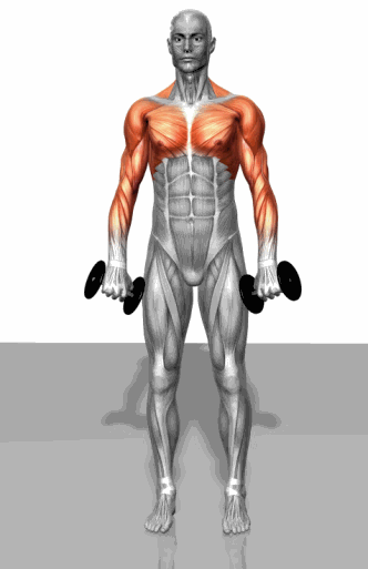 Royalty-free GIFs about anatomy of fitness and bodybuilding (8