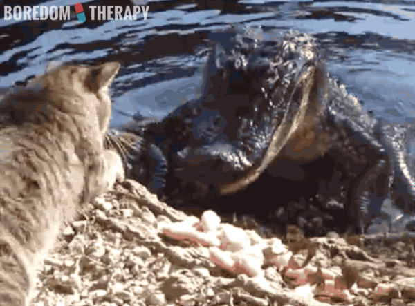 Alligator GIF Find on GIFER