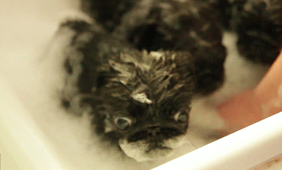 Gif Time Pug Bath Animated Gif On Gifer Gif Time Pug Bath Animated Gif On Gifer
