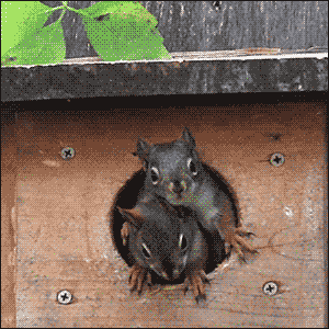 squirrel up gif