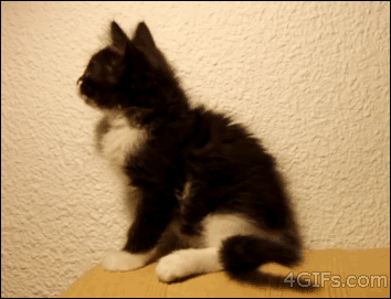 kitten attack gif