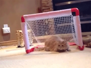 GIF cat hockey with - animated GIF on GIFER
