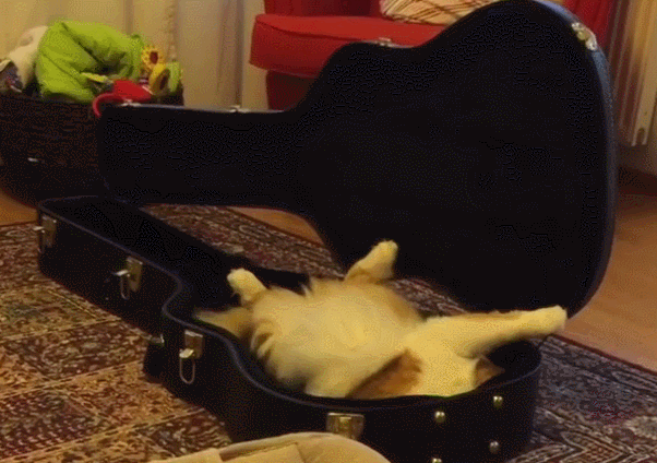 Ты похож на кота на гитаре. Кот с гитарой. Черный кот с гитарой. Котик с гитарой. Гиф гитарист кот.