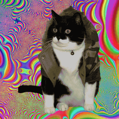 Танцующие котики гиф. Наркоманский кот. Наркоманские авы. Кот gif. Безумная кошка.
