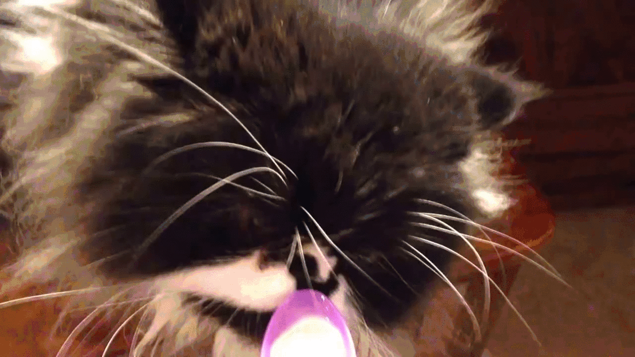 Tw8y.gif