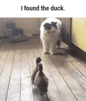 GIF cat duck - animated GIF on GIFER