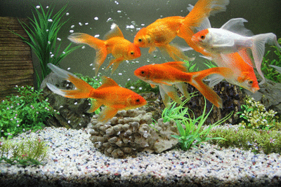 Fish GIF Find on GIFER