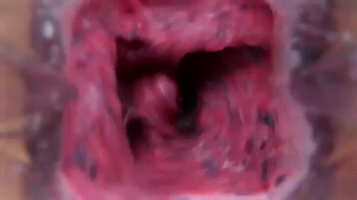 Animated GIF Smoothie Free Download Animated GIF Smoothie Free Download