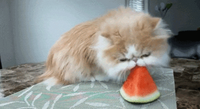Melon d'eau pastèque chaton GIF - Trouver sur GIFER