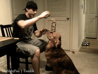 12 GIFs That Prove Dog Training is Tough (and Hilarious)