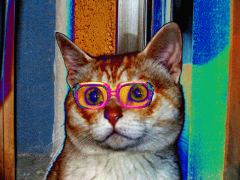 Acid cat katze kater GIF - Find on GIFER
