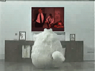 Gif Obrien Dancing Cat Animated Gif On Gifer