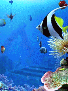 331 Fish Gifs  Gif Abyss