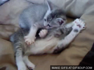 Котики целуются картинки гиф