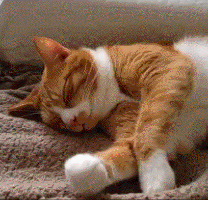 Endormi chaton somnolent GIF - Trouver sur GIFER
