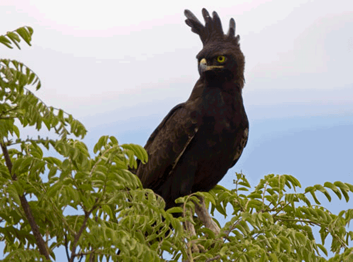 Черный хохлатый скрещен. Lophaetus occipitalis. Гребенчатый орёл. Черный хохлатый Орел. Восточный хохлатый Орел