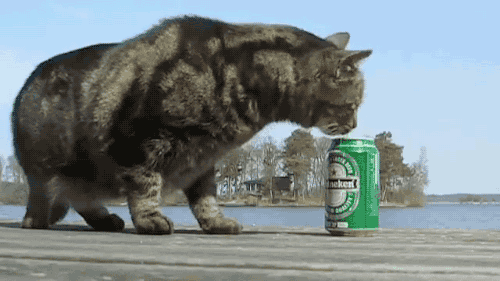 Во кот дает!!!