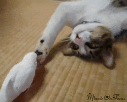 Bird funny cat GIF - Find on GIFER