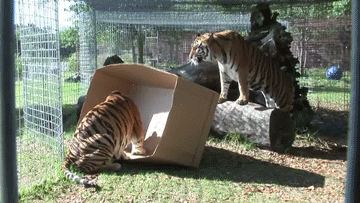 Tigers big bad GIF - Find on GIFER
