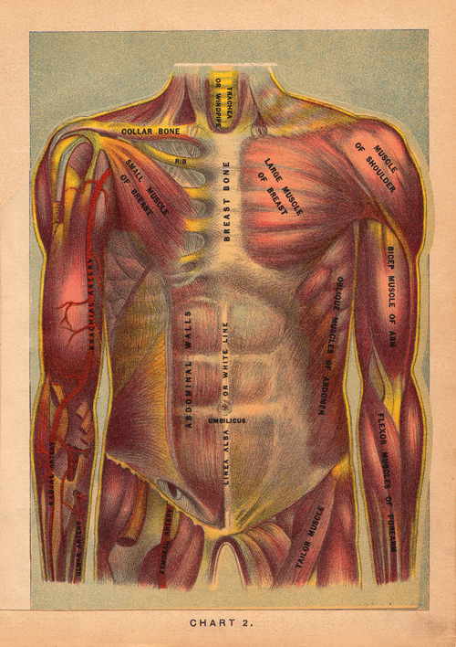 GIF anatomy animated GIF on GIFER