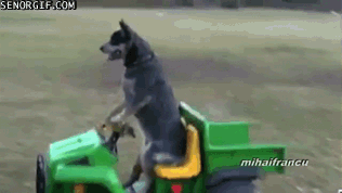 Uagc.gif