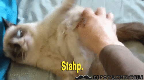 Animated Gif Cat Free Download Animated Gif Cat Free Download