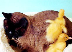 Cat duck GIF - Find on GIFER Cat duck GIF - Find on GIFER