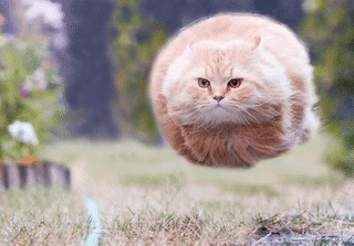 Wut Raiva Gata Gif On Gifer By Kathridred