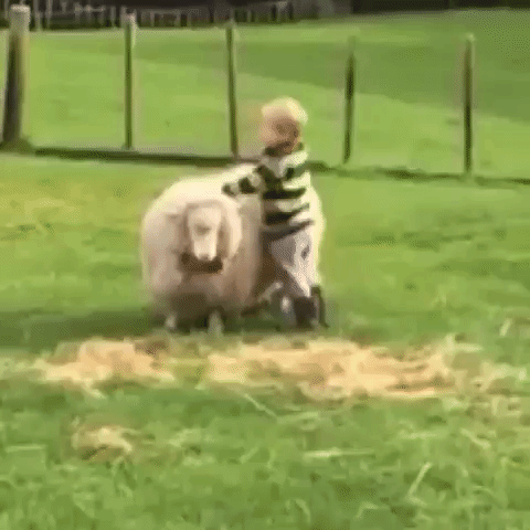 Sheep GIF - Find on GIFER