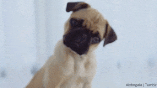 confused puppy animated gif