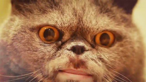 Cat Face Cat Faces GIF - Cat Face Cat Faces Cats - Discover & Share GIFs in  2023