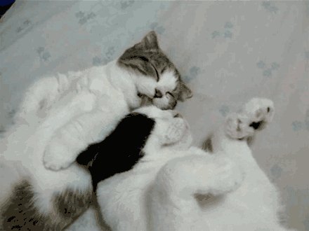 Léchant amour chaton GIF - Trouver sur GIFER