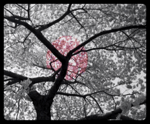Blossom GIF - Find on GIFER