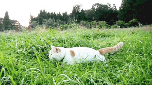 Chaton animal de compagnie nature GIF - Trouver sur GIFER