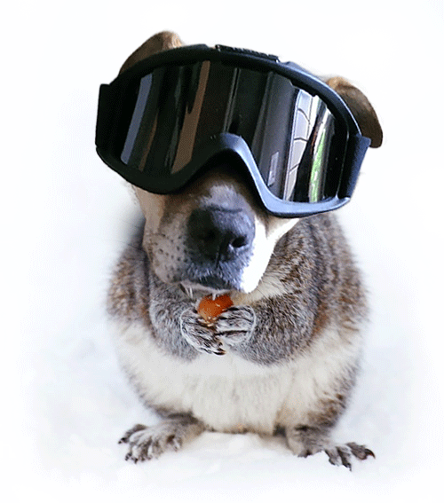 Squirrel GIF Find on GIFER