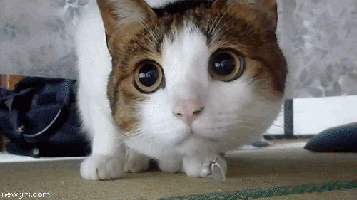 GIF curious scared cat - animated GIF on GIFER