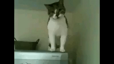 Katze Kater Gata Gif Find On Gifer