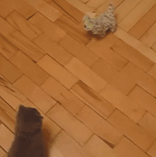 VGnr.gif VGnr.gif