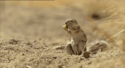 GIF squirrel - animated GIF on GIFER