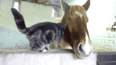 VQkt.gif 