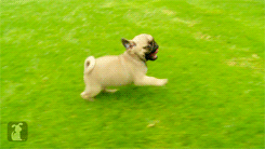 Corrida cachorro correr GIF en GIFER - de Zolokazahn