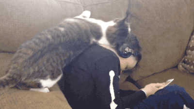 Garçon chaton chat GIF - Trouver sur GIFER