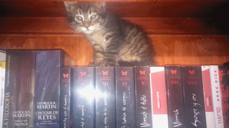 Anne rice GIF - Find on GIFER